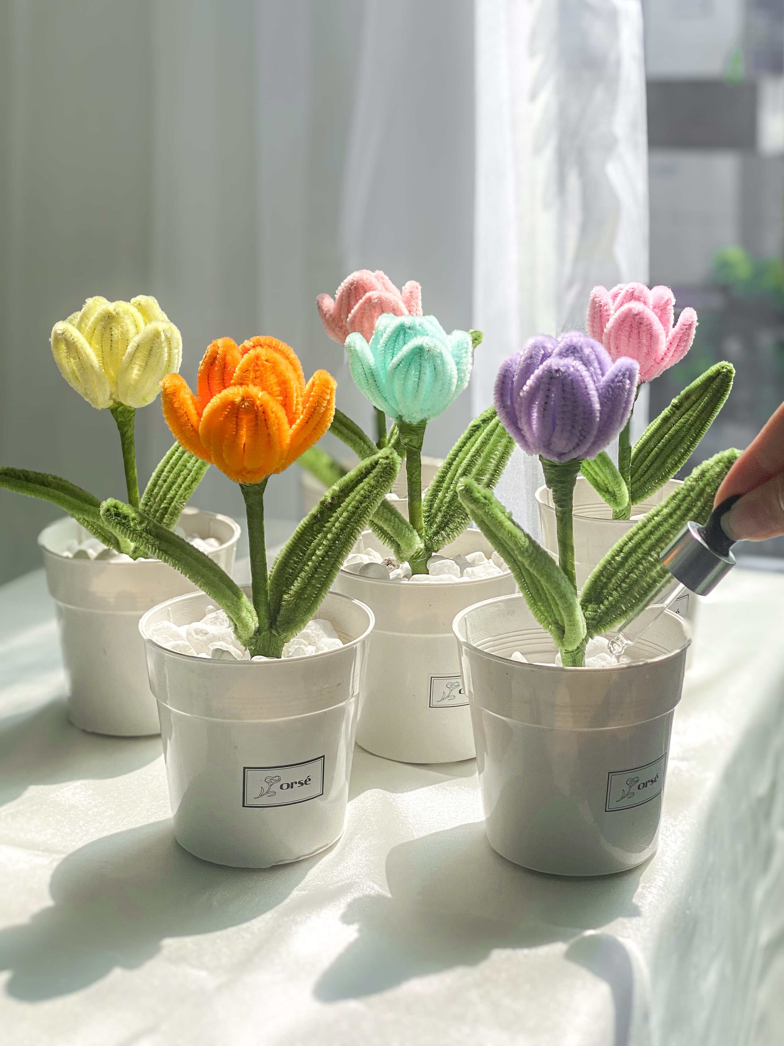 Set trồng hoa Tulip